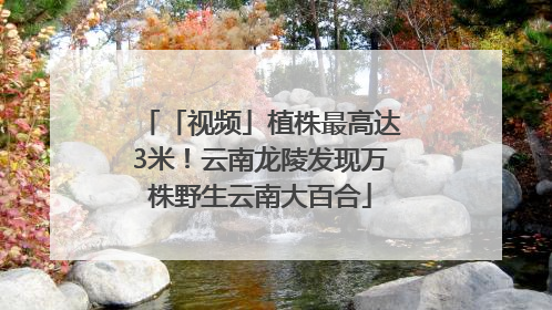 「视频」植株最高达3米！云南龙陵发现万株野生云南大百合