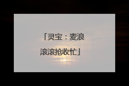 灵宝：麦浪滚滚抢收忙