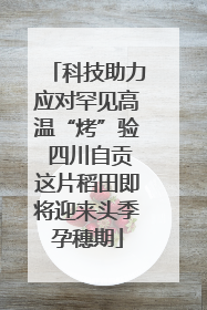 科技助力应对罕见高温“烤”验 四川自贡这片稻田即将迎来头季孕穗期