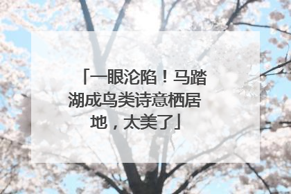 一眼沦陷！马踏湖成鸟类诗意栖居地，太美了