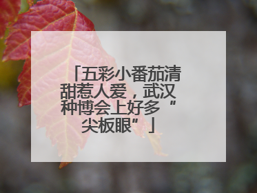 五彩小番茄清甜惹人爱，武汉种博会上好多“尖板眼”
