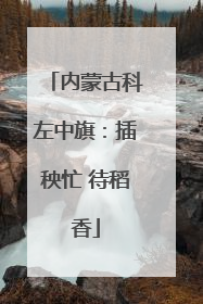 内蒙古科左中旗：插秧忙 待稻香