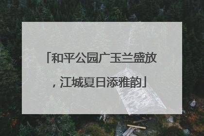 和平公园广玉兰盛放，江城夏日添雅韵