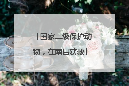 国家二级保护动物，在南昌获救