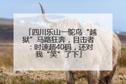 四川乐山一鸵鸟“越狱”马路狂奔，目击者：时速超40码，还对我“笑”了下