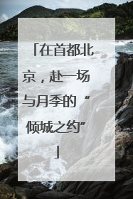 在首都北京，赴一场与月季的“倾城之约”