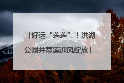 好运“莲莲”！洪湖公园并蒂莲迎风绽放