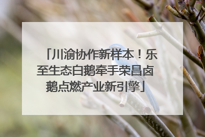川渝协作新样本！乐至生态白鹅牵手荣昌卤鹅点燃产业新引擎