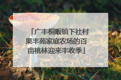 广丰桐畈镇下社村果丰苑家庭农场的百亩桃林迎来丰收季