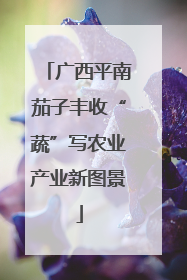 广西平南茄子丰收“蔬”写农业产业新图景