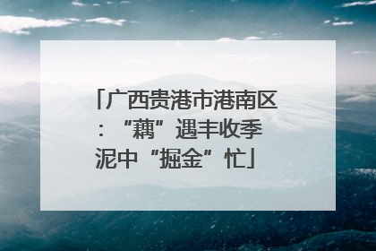 广西贵港市港南区：“藕”遇丰收季 泥中“掘金”忙