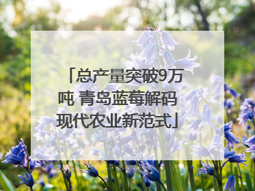 总产量突破9万吨 青岛蓝莓解码现代农业新范式