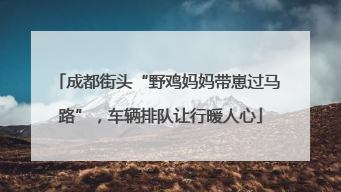 成都街头“野鸡妈妈带崽过马路”，车辆排队让行暖人心
