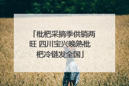 枇杷采摘季供销两旺 四川宝兴晚熟枇杷冷链发全国