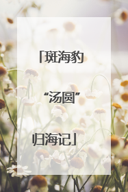 斑海豹“汤圆”归海记