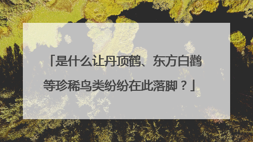 是什么让丹顶鹤、东方白鹳等珍稀鸟类纷纷在此落脚？