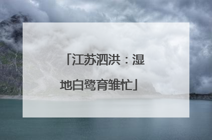 江苏泗洪：湿地白鹭育雏忙