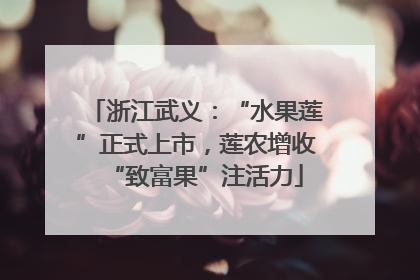 浙江武义：“水果莲”正式上市，莲农增收“致富果”注活力