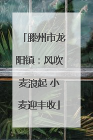 滕州市龙阳镇：风吹麦浪起 小麦迎丰收