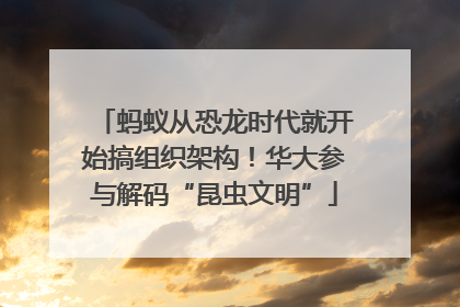 蚂蚁从恐龙时代就开始搞组织架构！华大参与解码“昆虫文明”