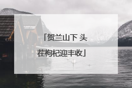 贺兰山下 头茬枸杞迎丰收