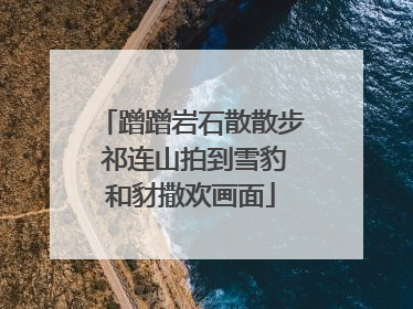蹭蹭岩石散散步 祁连山拍到雪豹和豺撒欢画面