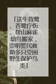 送牛背鹭、苍鹭疗伤、帮山麻雀幼鸟搬家，崇明警民救助多只受困野生保护鸟类