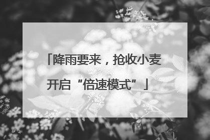 降雨要来，抢收小麦开启“倍速模式”