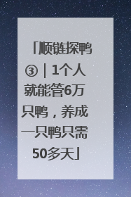 顺链探鸭③｜1个人就能管6万只鸭，养成一只鸭只需50多天