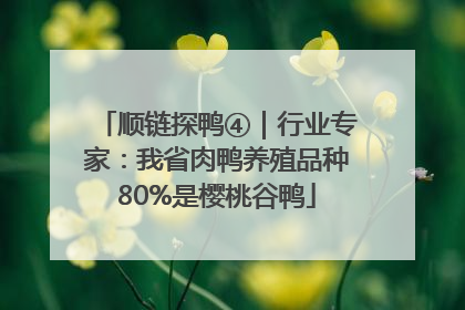 顺链探鸭④｜行业专家：我省肉鸭养殖品种80%是樱桃谷鸭