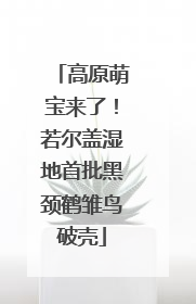 高原萌宝来了！若尔盖湿地首批黑颈鹤雏鸟破壳