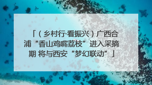 （乡村行·看振兴）广西合浦“香山鸡嘴荔枝”进入采摘期 将与西安“梦幻联动”