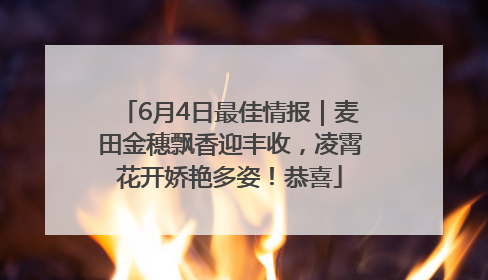 6月4日最佳情报｜麦田金穗飘香迎丰收，凌霄花开娇艳多姿！恭喜