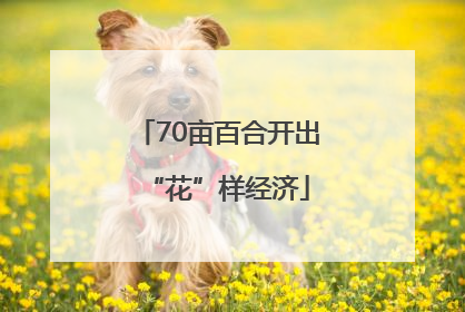 70亩百合开出“花”样经济